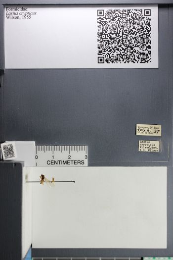 Media type: image;   Entomology 553995